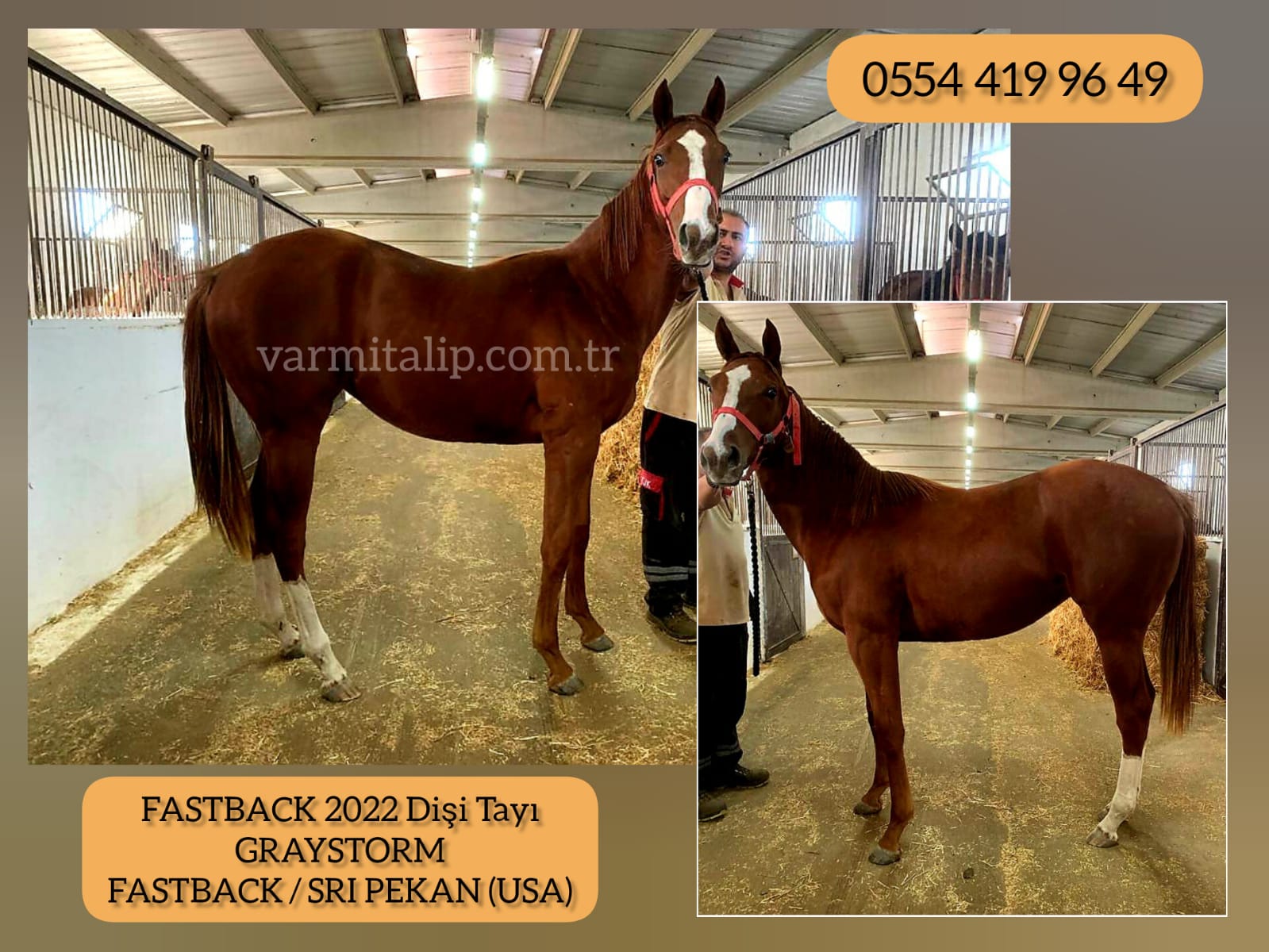 1,5 LU GRAYSTORM DİŞİ TAYI ANNE:FASTBACK